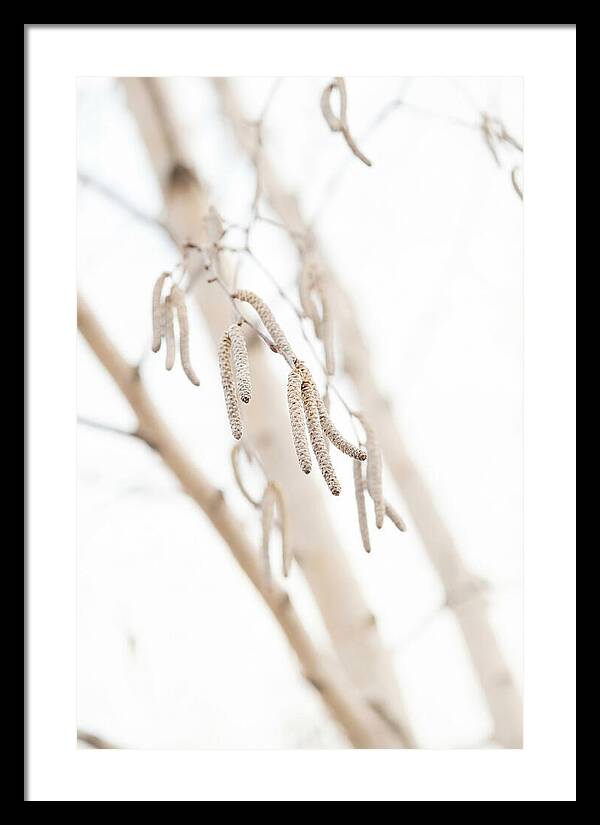 Paper Birch Catkins In Spring