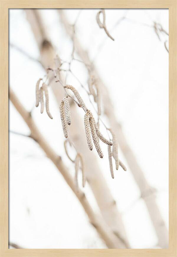 Paper Birch Catkins In Spring