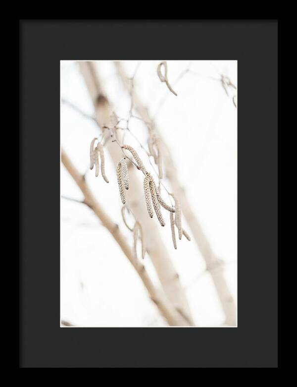 Paper Birch Catkins In Spring