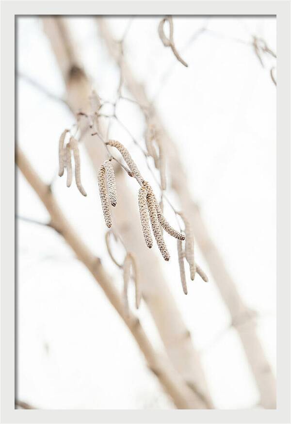 Paper Birch Catkins In Spring