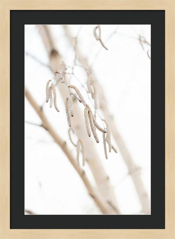 Paper Birch Catkins In Spring