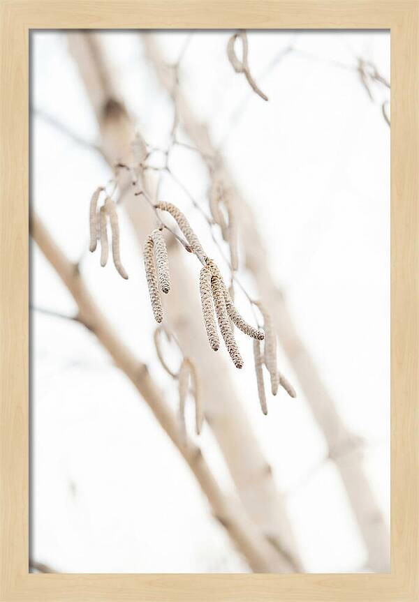 Paper Birch Catkins In Spring
