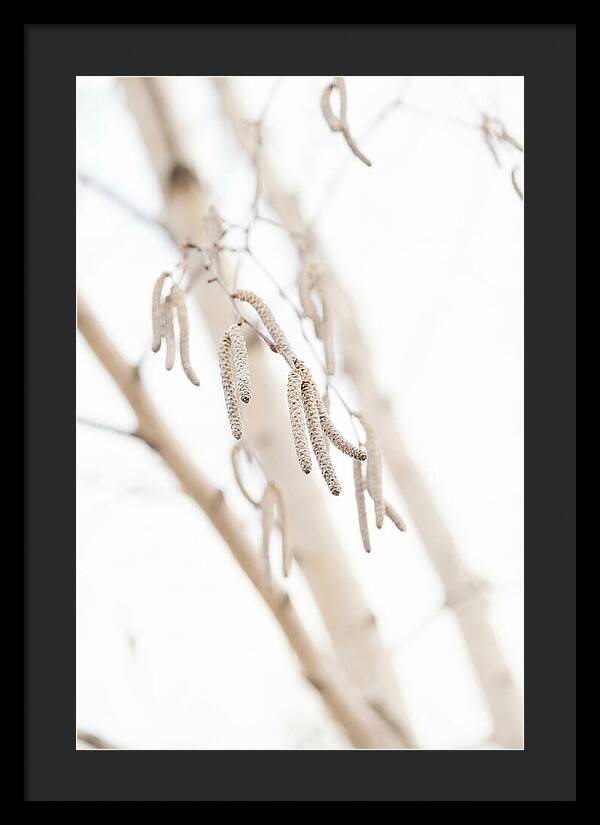Paper Birch Catkins In Spring