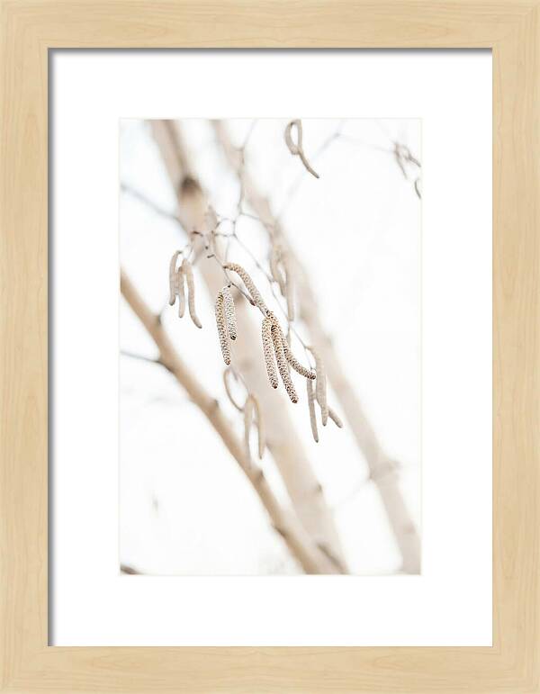 Paper Birch Catkins In Spring