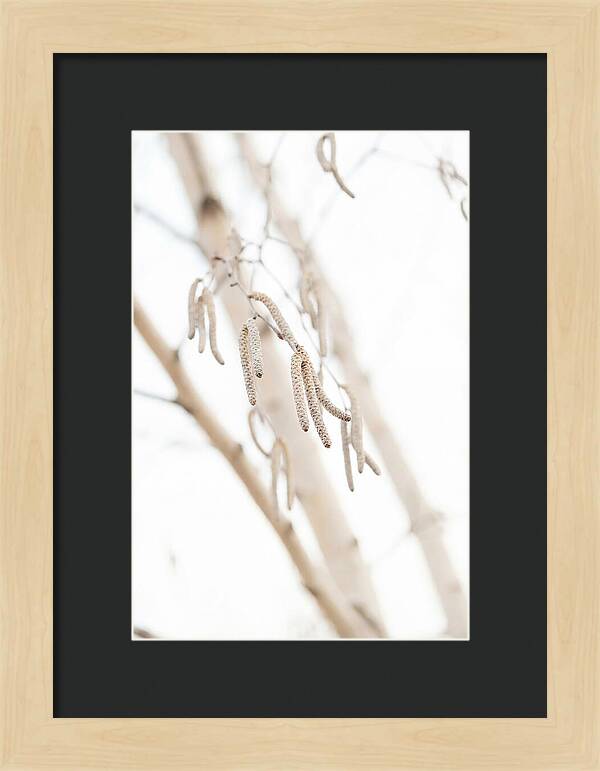 Paper Birch Catkins In Spring
