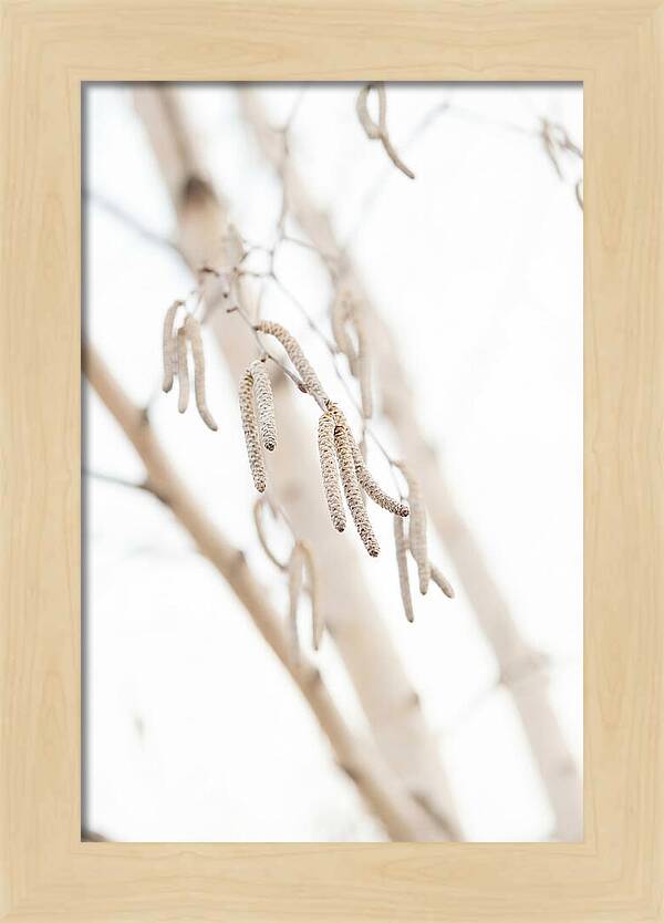 Paper Birch Catkins In Spring