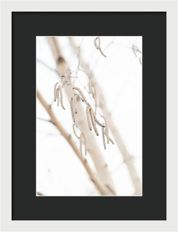 Paper Birch Catkins In Spring