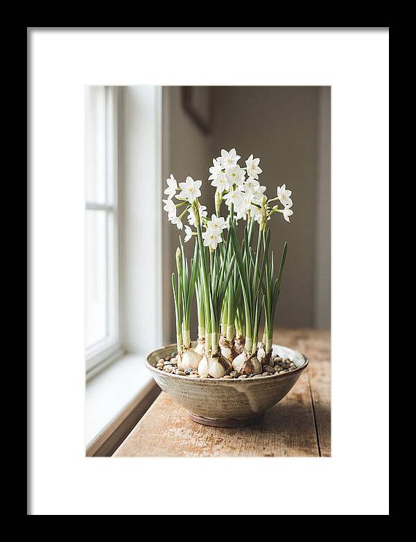 Paperwhite Narcissus In Bloom