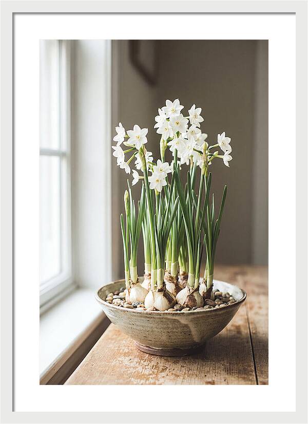 Paperwhite Narcissus In Bloom