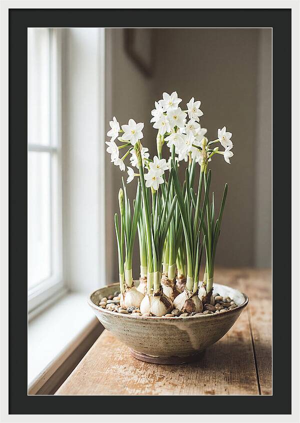 Paperwhite Narcissus In Bloom