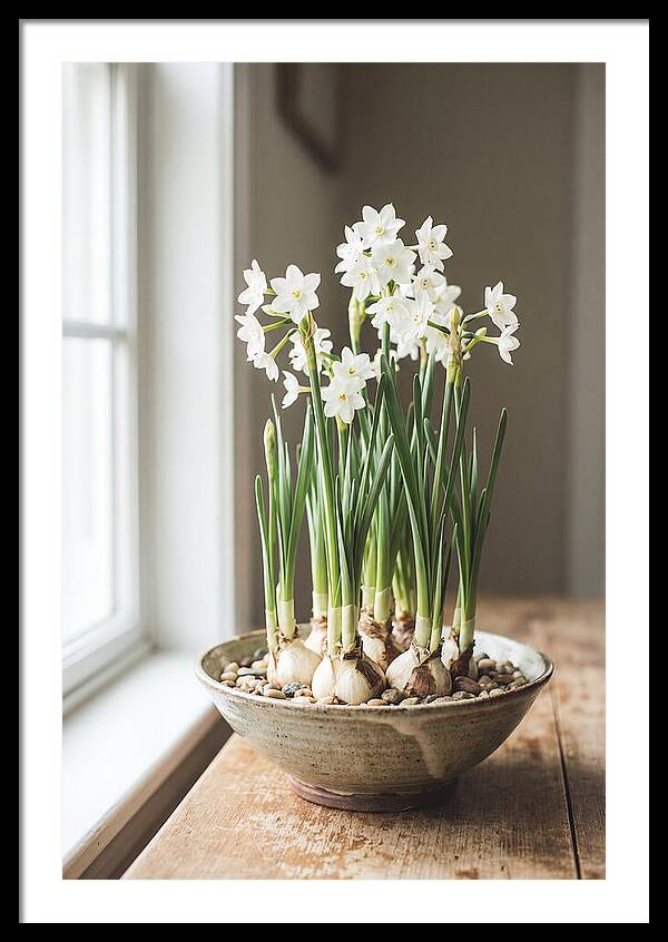 Paperwhite Narcissus In Bloom