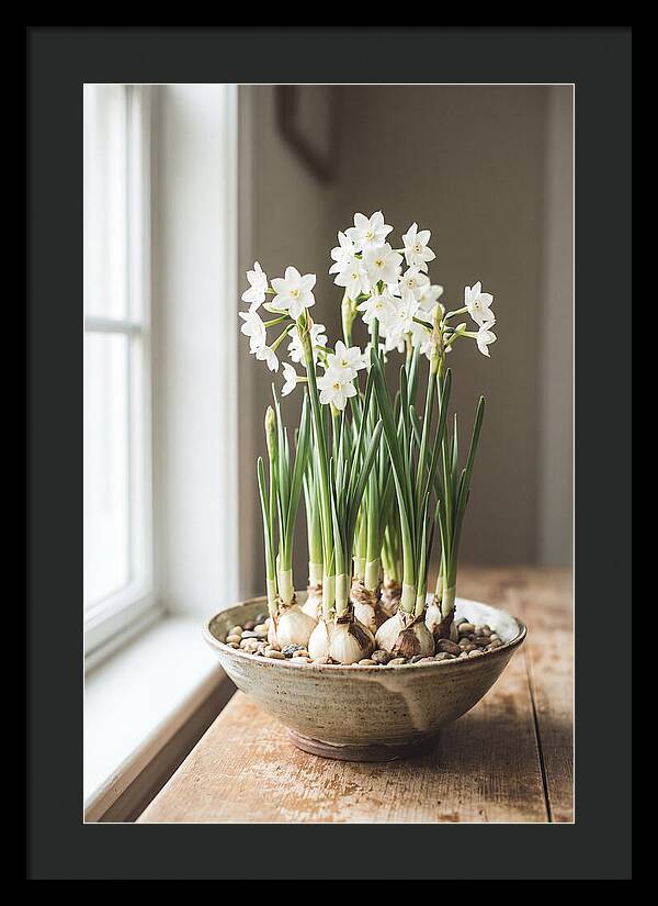 Paperwhite Narcissus In Bloom
