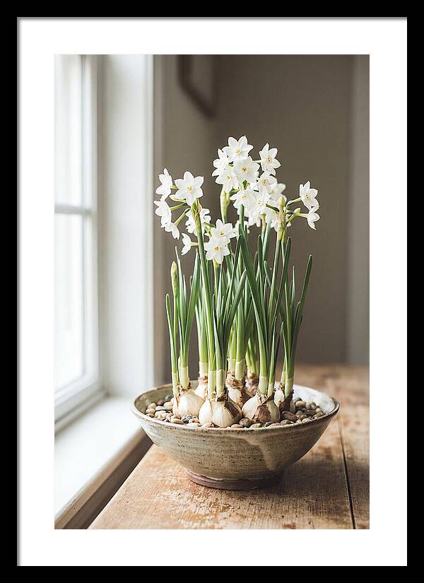 Paperwhite Narcissus In Bloom
