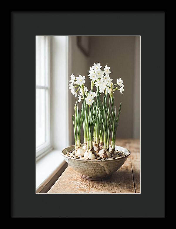 Paperwhite Narcissus In Bloom