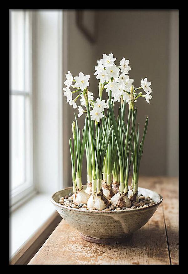 Paperwhite Narcissus In Bloom