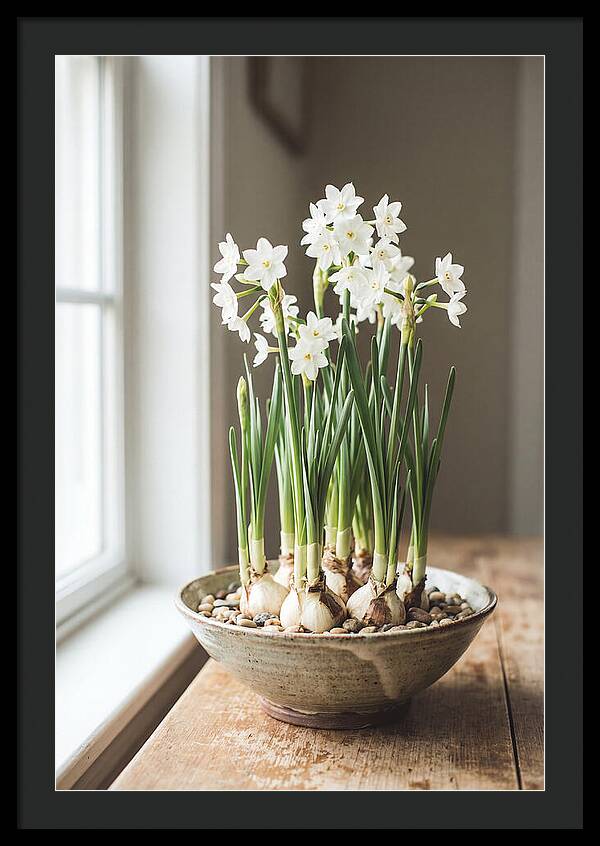 Paperwhite Narcissus In Bloom