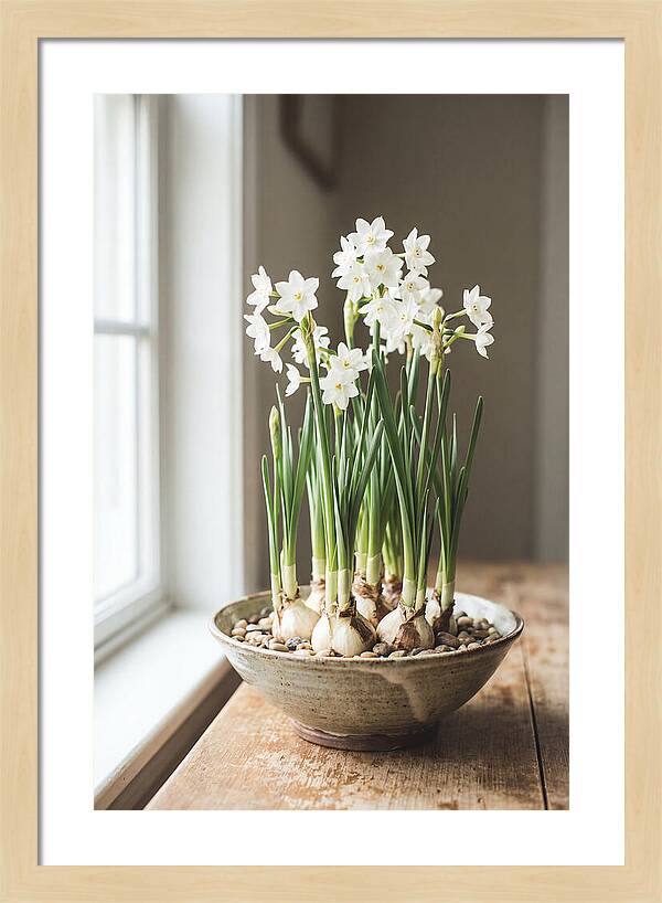 Paperwhite Narcissus In Bloom