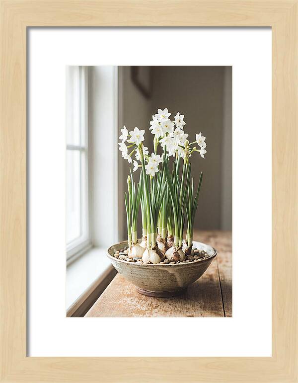 Paperwhite Narcissus In Bloom