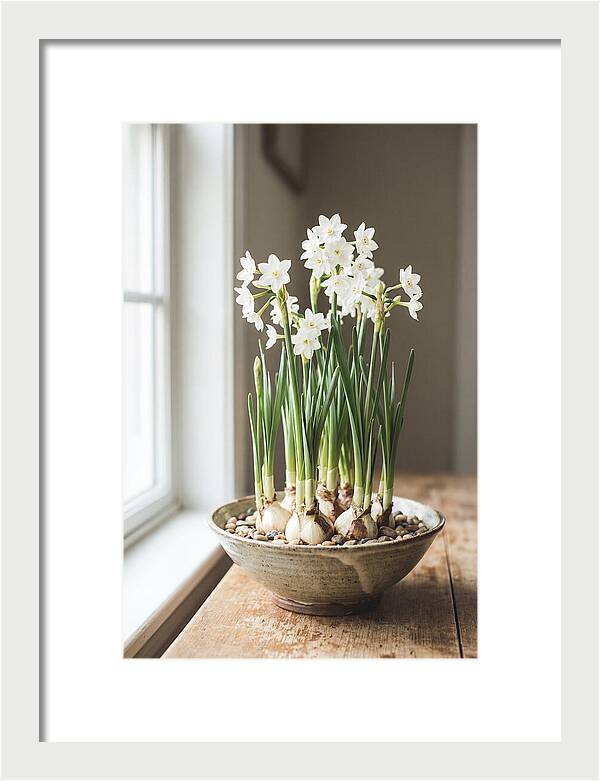 Paperwhite Narcissus In Bloom