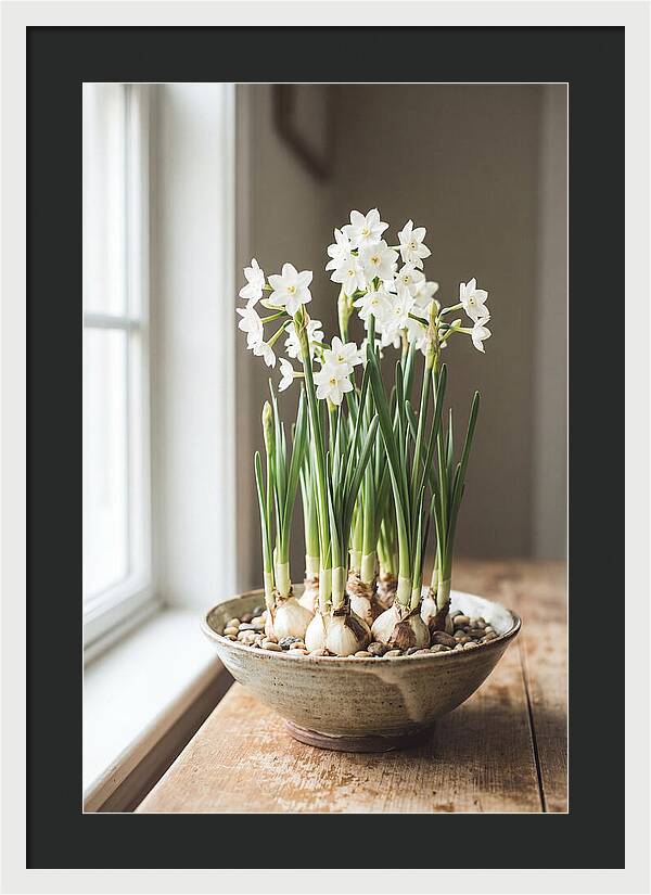 Paperwhite Narcissus In Bloom