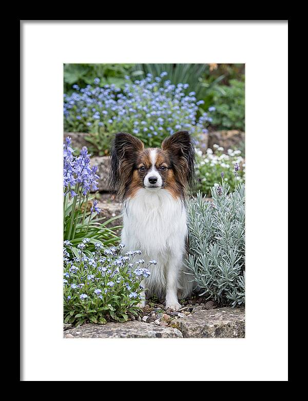 Papillon Surrounded By Blooms