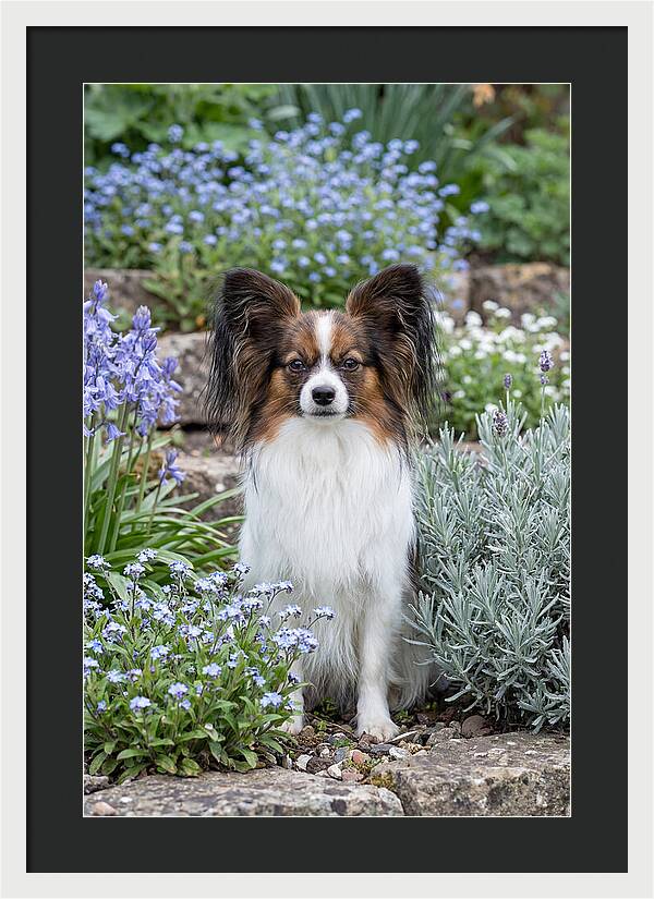 Papillon Surrounded By Blooms