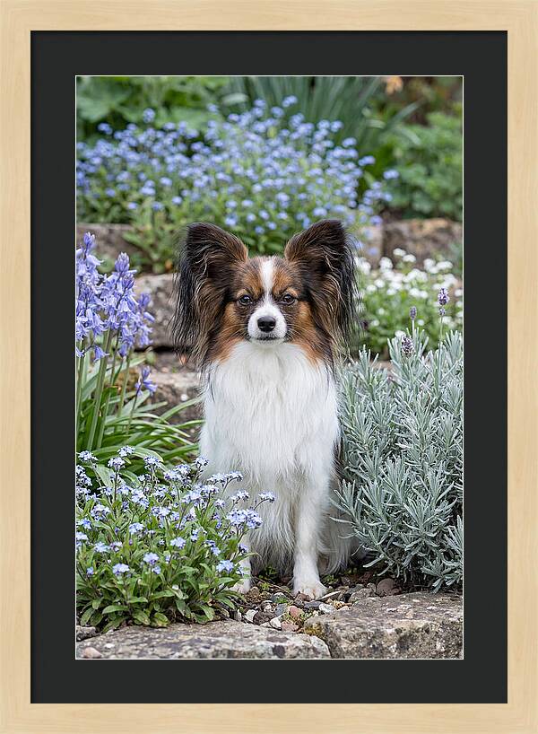Papillon Surrounded By Blooms