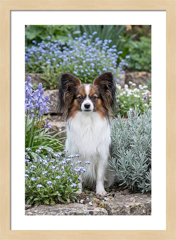 Papillon Surrounded By Blooms