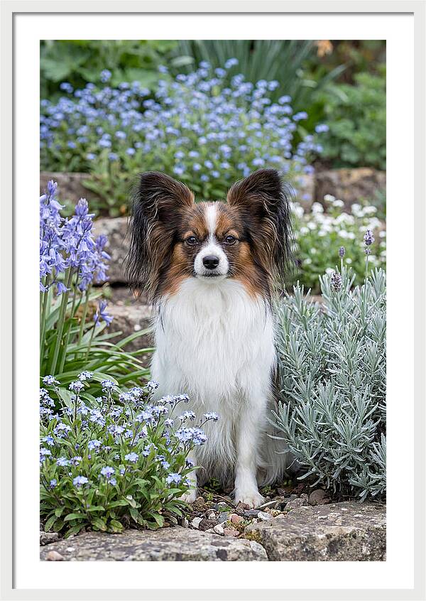 Papillon Surrounded By Blooms