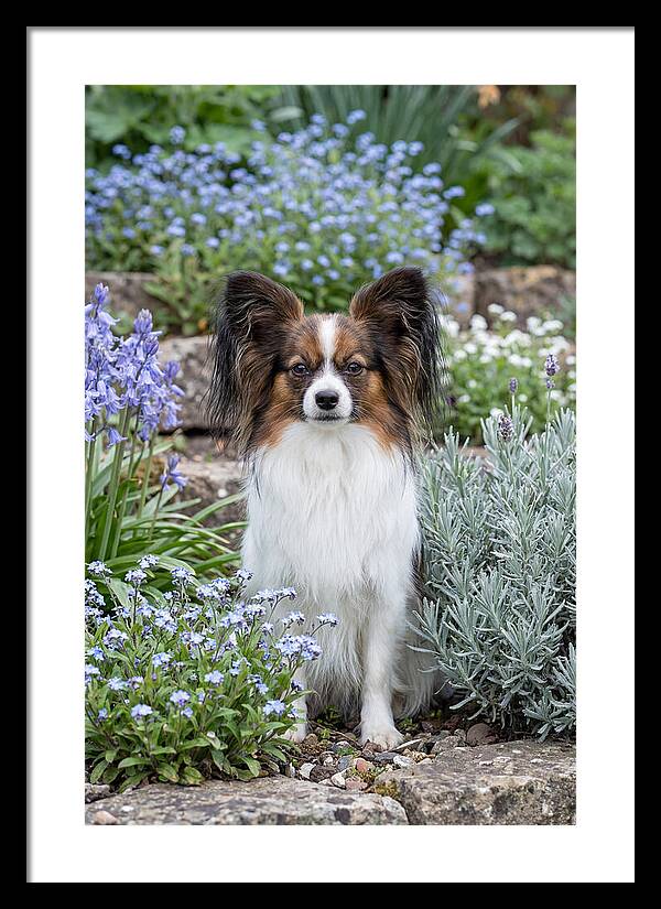 Papillon Surrounded By Blooms