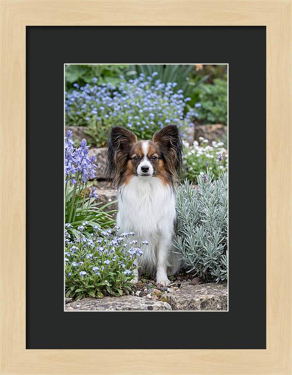 Papillon Surrounded By Blooms