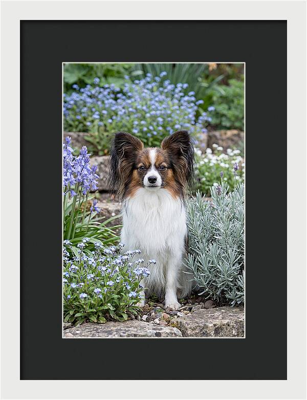 Papillon Surrounded By Blooms