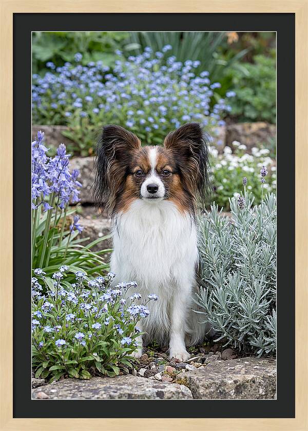 Papillon Surrounded By Blooms