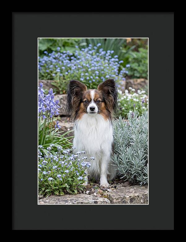 Papillon Surrounded By Blooms
