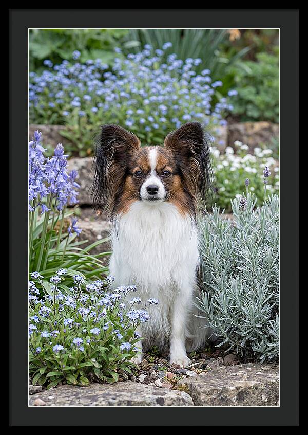 Papillon Surrounded By Blooms