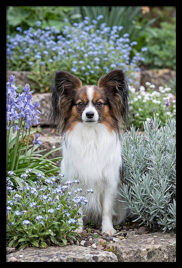 Papillon Surrounded By Blooms