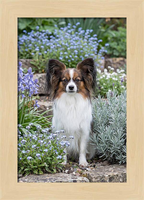 Papillon Surrounded By Blooms