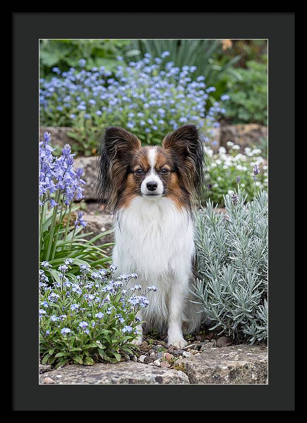 Papillon Surrounded By Blooms