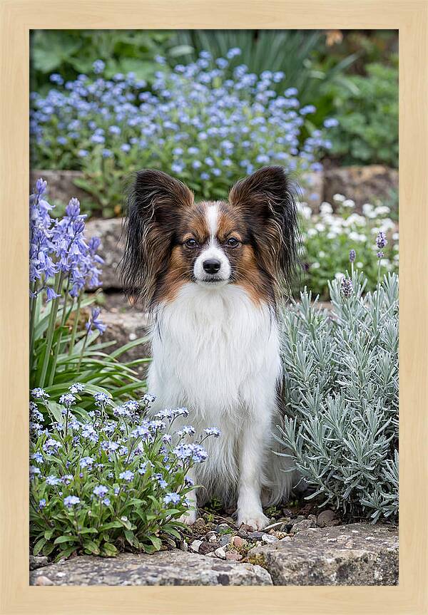 Papillon Surrounded By Blooms