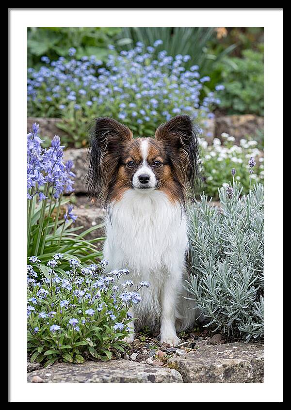 Papillon Surrounded By Blooms