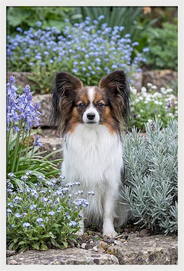 Papillon Surrounded By Blooms