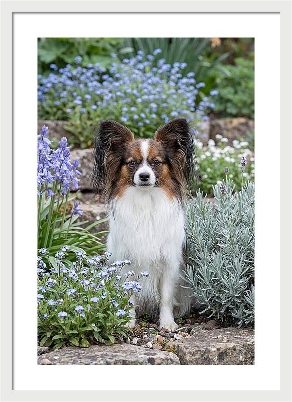 Papillon Surrounded By Blooms
