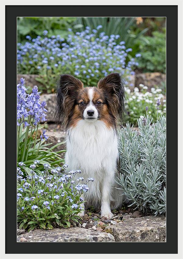 Papillon Surrounded By Blooms