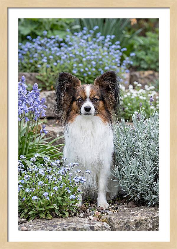 Papillon Surrounded By Blooms