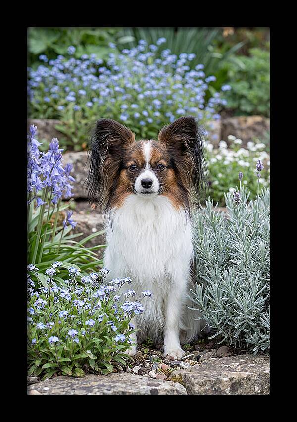 Papillon Surrounded By Blooms