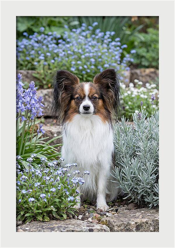 Papillon Surrounded By Blooms