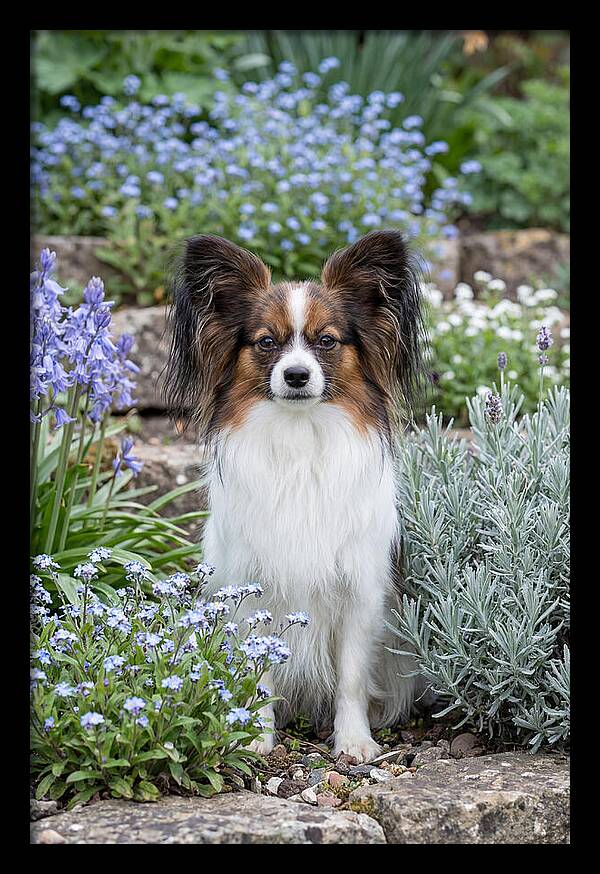Papillon Surrounded By Blooms