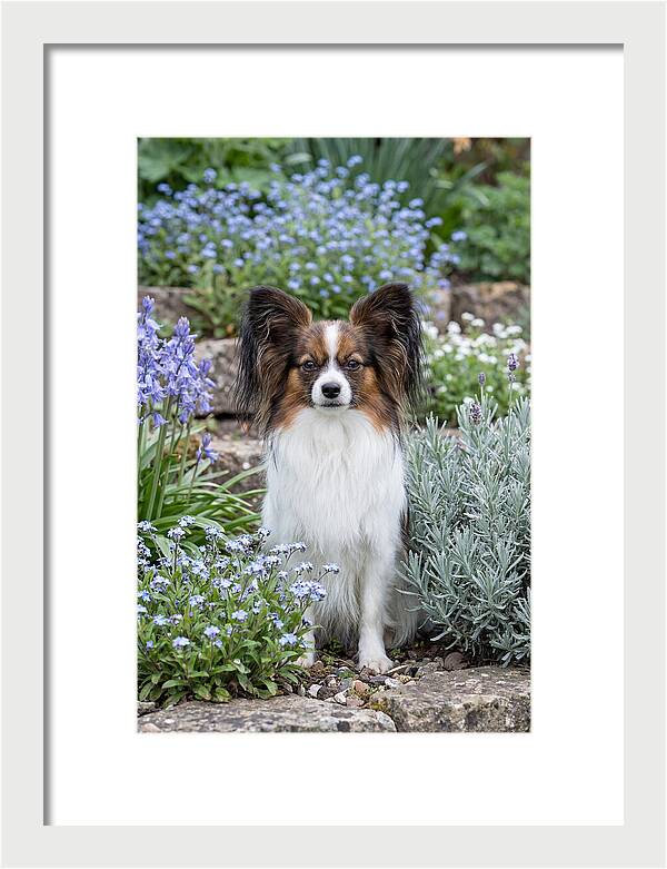 Papillon Surrounded By Blooms
