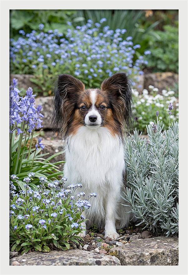 Papillon Surrounded By Blooms