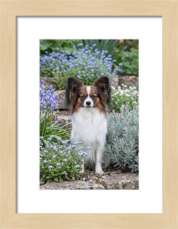 Papillon Surrounded By Blooms